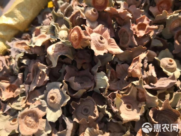 柿蒂 傳統藥材的魅力與選購指南